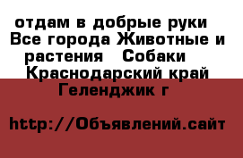 отдам в добрые руки - Все города Животные и растения » Собаки   . Краснодарский край,Геленджик г.